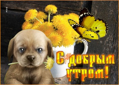 Картинка картинка доброе утро с щеночком