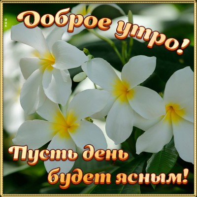 Открытка картинка доброе утро ясного дня