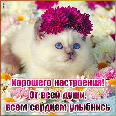 Открытка картинка хорошего настроения с пожеланиями