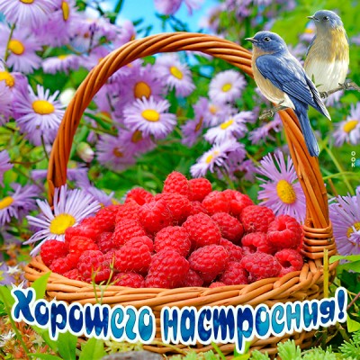 Картинка картинка хорошего настроения с птичкой