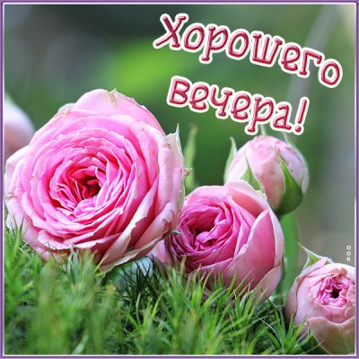 Картинка картинка хорошего вечера с цветами