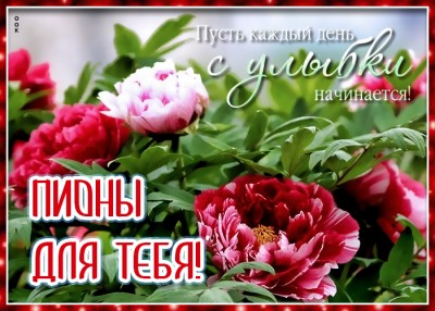 Картинка картинка пионы для тебя