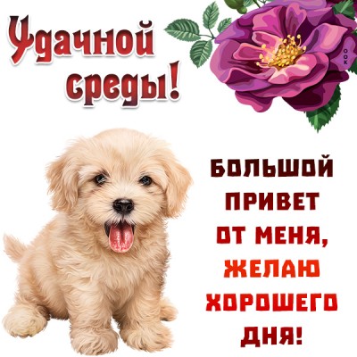 Картинка картинка поздравление со средой
