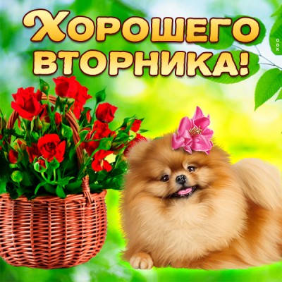 Открытка картинка прекрасного вторника