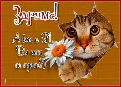 Открытка картинка привет как дела