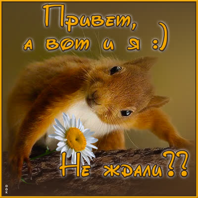 Postcard картинка привет с белочкой