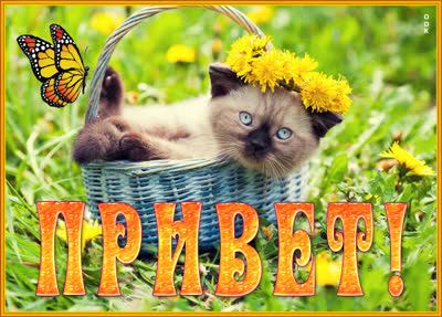 Postcard картинка привет с котиком