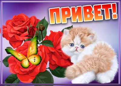 Открытка картинка привет с котиком
