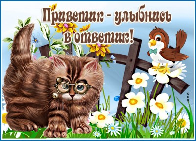 Открытка картинка привет с котом