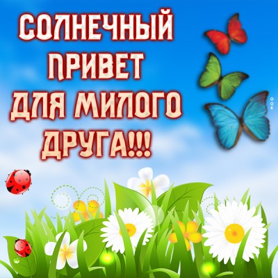 Открытка картинка привет с ромашками