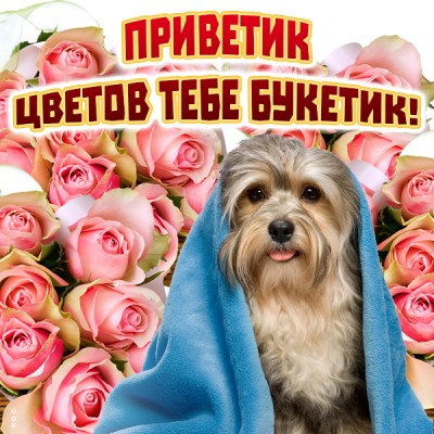 Открытка картинка привет с собачкой