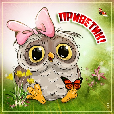 Картинка картинка привет с совой