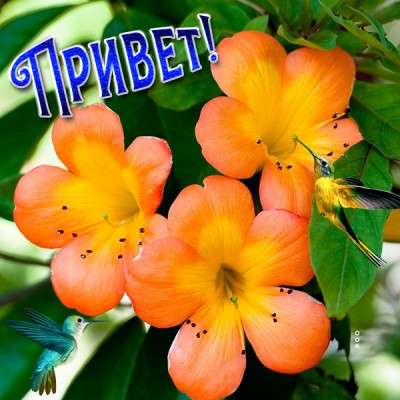 Картинка картинка привет с цветами