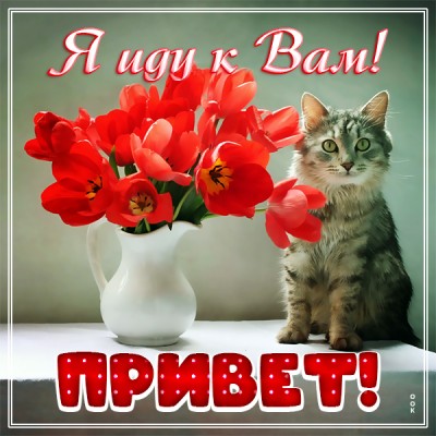 Картинка картинка привет я иду к вам