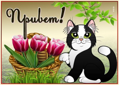 Открытка картинка приветик с котенком
