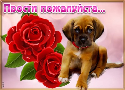 Открытка картинка прости с розой