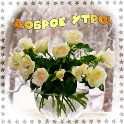 Picture картинка с букетом белых роз
