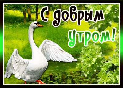 Открытка картинка с добрым утром и хорошим днем