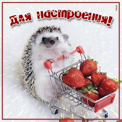 Картинка картинка с ёжиком для настроения