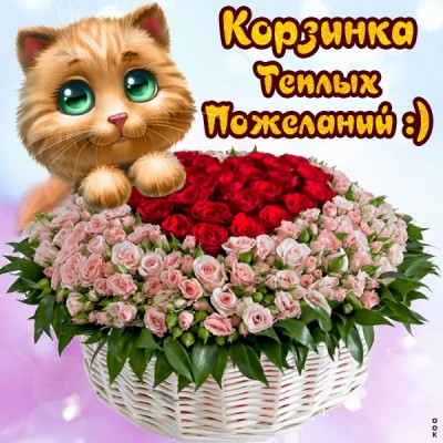 Картинка картинка с пожеланиями с котиками