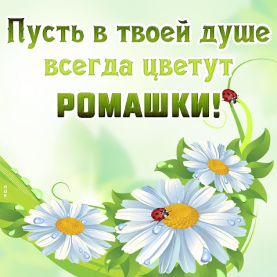 Картинка картинка с пожеланиями с ромашками