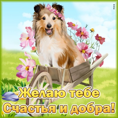 Картинка картинка с пожеланиями желаю тебе счастья и добра с собачкой