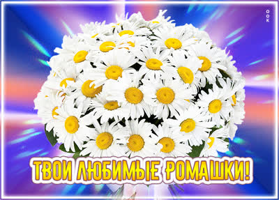 Postcard картинка с ромашками