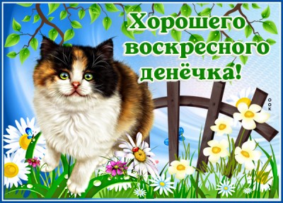 Картинка картинка с воскресеньем с котиком