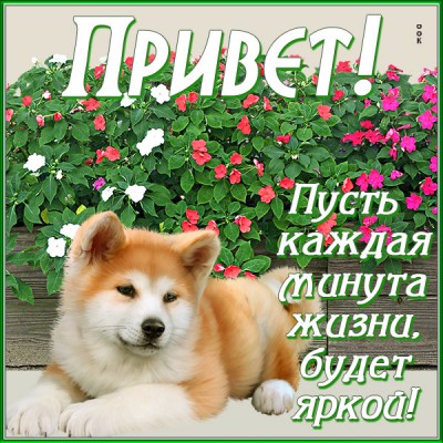 Картинка картинка самый добрый и теплый приветик
