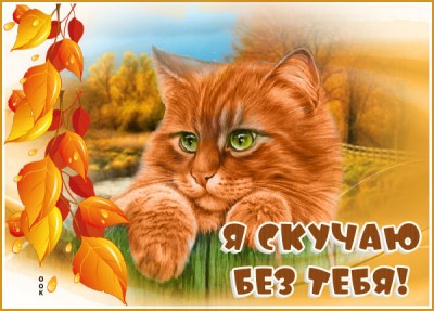 Картинка картинка скучаю с кошкой