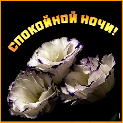 Открытка картинка спокойной ночи с цветами