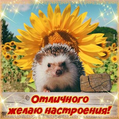 Картинка картинка улыбнись для настроения