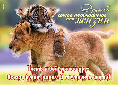 Postcard классная картинка дружба самое необходимое для жизни