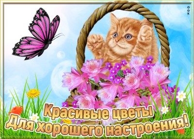Картинка красивая картинка для девушки с цветами