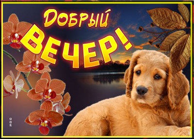 Открытка красивая картинка добрый вечер с собачкой и закатом
