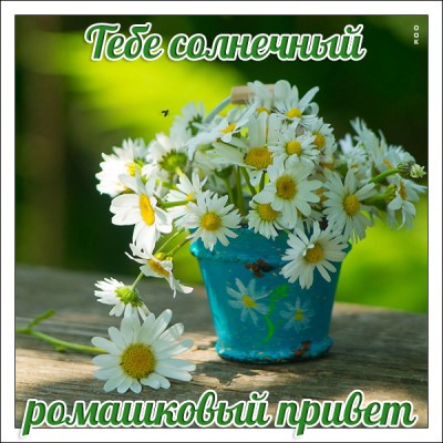 Открытка красивая картинка с ромашками