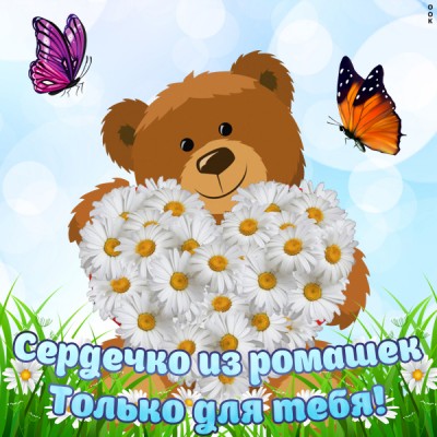 Открытка красивая картинка с ромашками