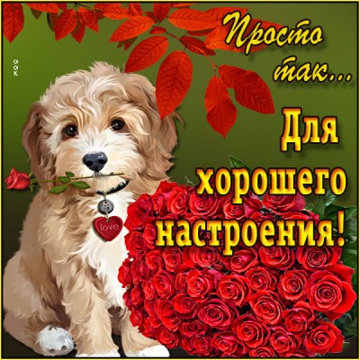 Картинка красивая картинка с собачкой