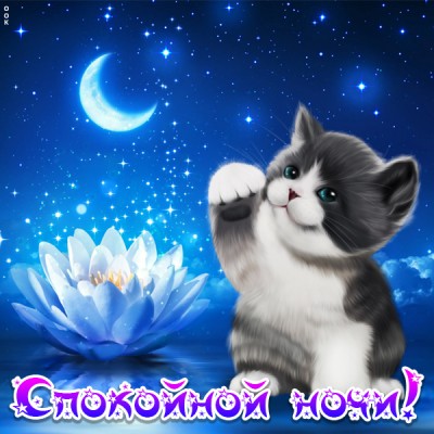 Картинка красивая картинка спокойной ночи с котиком