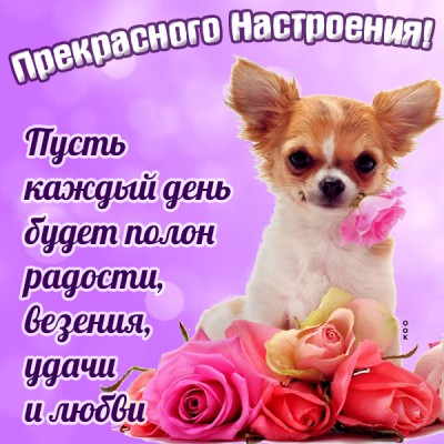Картинка красивая открытка хорошего настроения