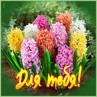 Picture красивая открытка с цветами для тебя