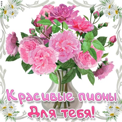 Открытка красивые пионы для тебя