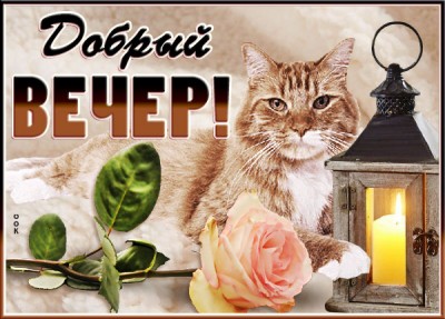 Картинка красочная картинка добрый вечер с котиком и розой