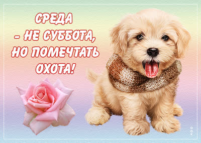 Picture милая картика среда не суббота но помечтать охота
