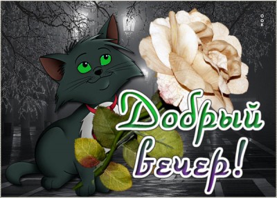 Открытка милая картинка добрый вечер с кошкой
