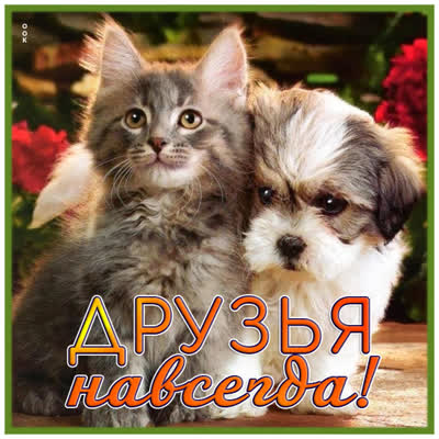Picture милая картинка друзья навсегда