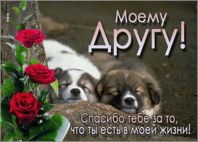 Postcard милая картинка моему другу