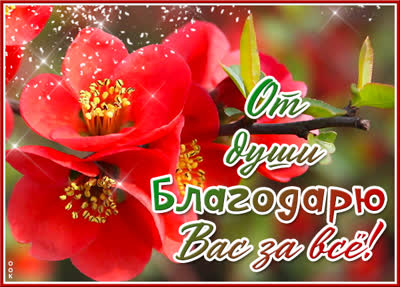 Picture милая картинка от души благодарю вас за все