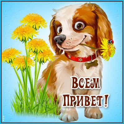 Postcard милая картинка привет с песиком