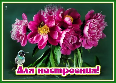 Открытка милая картинка с пионами